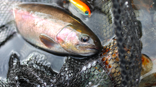 The loop of trout fishing trail